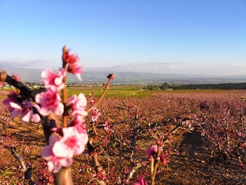 רני טריפ ג'יפ